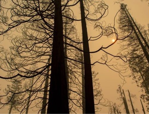 Shocking Study Finds 10% of World’s Giant Sequoias Killed by Castle Fire